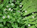 2010-06-12, Uttewalder Grund (29)